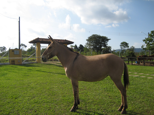 VITÓRIA