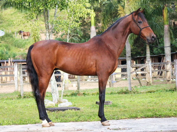 RELÂMPAGO DO RASF