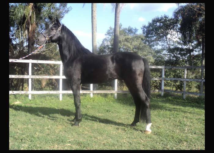 RAIO DO LUTY