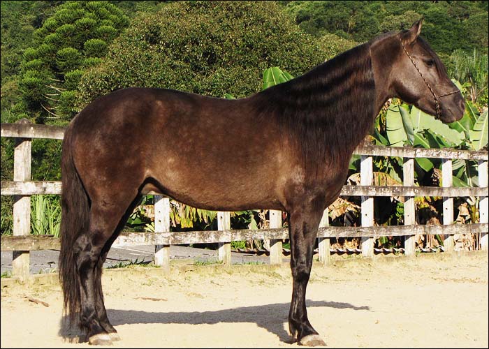 CAPRICHO DA CONQUISTA
