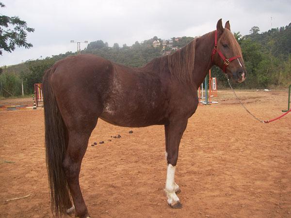 ZANDOR M.D.N