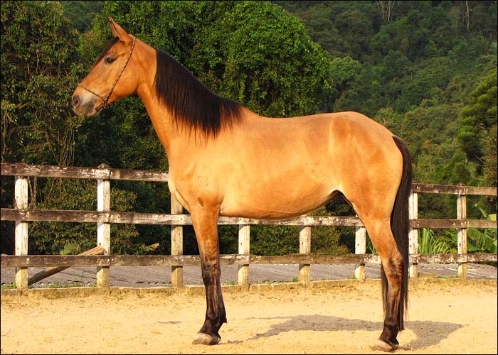 JADE DA CONQUISTA