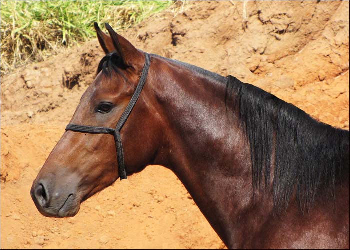 HIMALAIA GUERREIRO