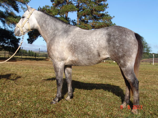 GAMA BEE GRAY GIRL