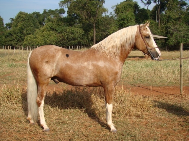 CARANDA DA FAZENDA CAPOAVA