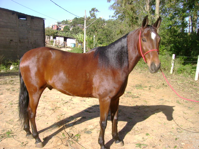 MULEQUE