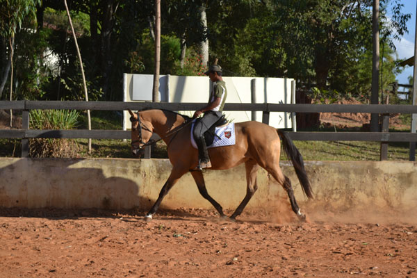 DINAMO DO HI