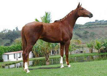 ODISSEIA DA JAUAPERI (T.E.)