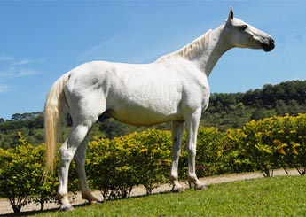 JAVA DE LARAS