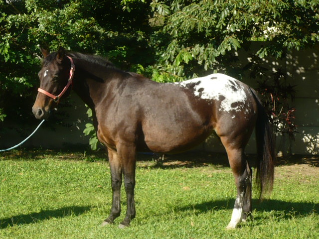 SANTA FÉ QUEENROSE