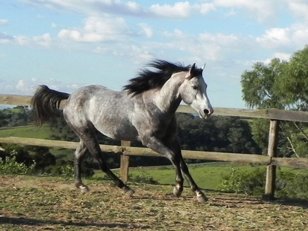 FEATURE SOLANO