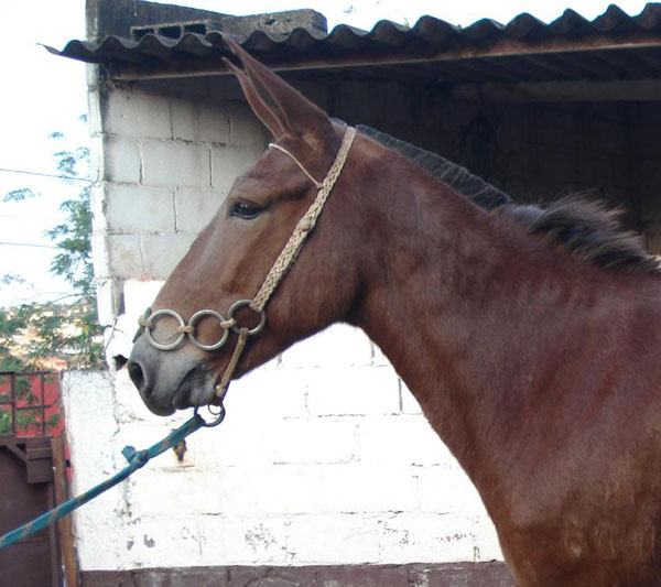 ANDORINHA