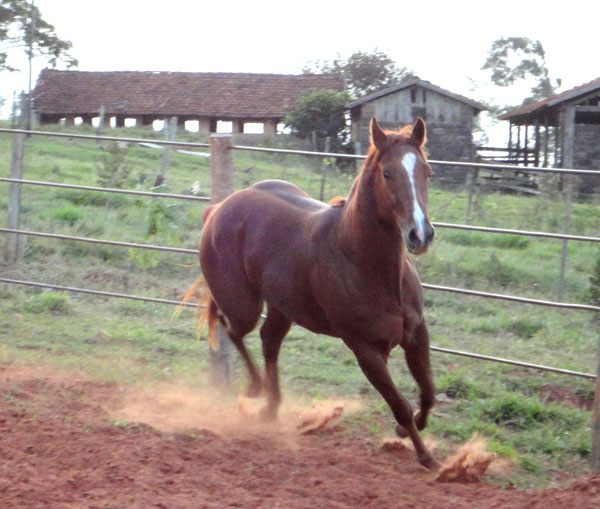 ZORRO CIRCLE PEPPY