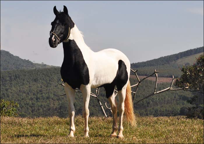JAGUNÇO