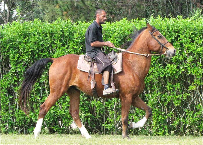 GLADIADOR