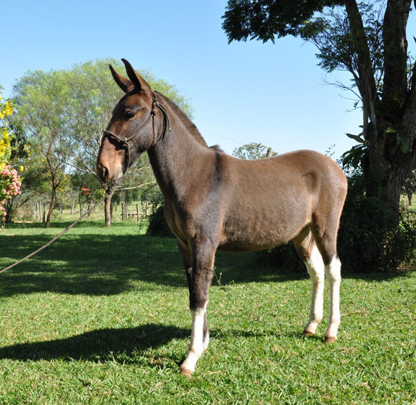 CAPRICHO JA