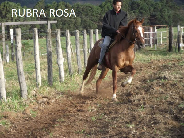 RUBRA ROSA