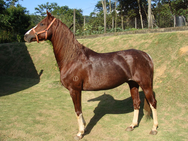 MASAI DA JAUAPERI (T.E.)