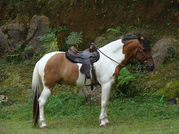 COMANCHE