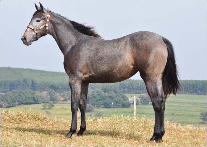 FISHERS GRAY