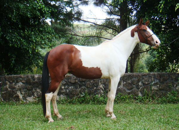 ESMERALDA DO PAP'S