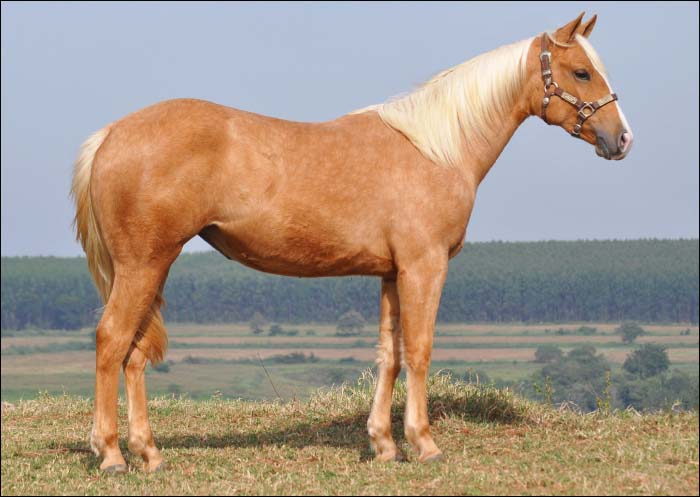 ESQUIFADINHA