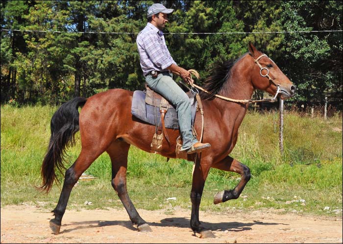 GALANTE