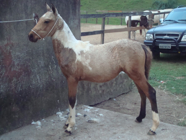 GRAVURA VILA BELA