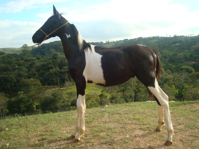 GUARDYÃO TRÊS REYS