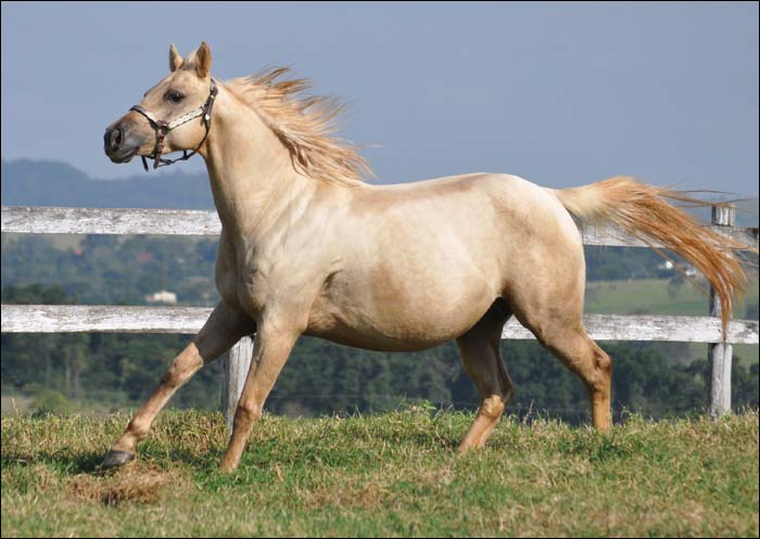 SWEET SHADY GOLDEN