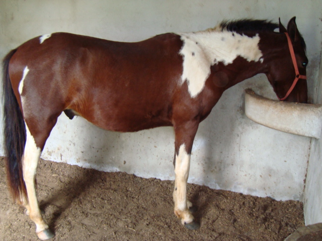 APACHE DA MORRO ALTO