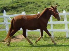 COMANCHE DA SADEK