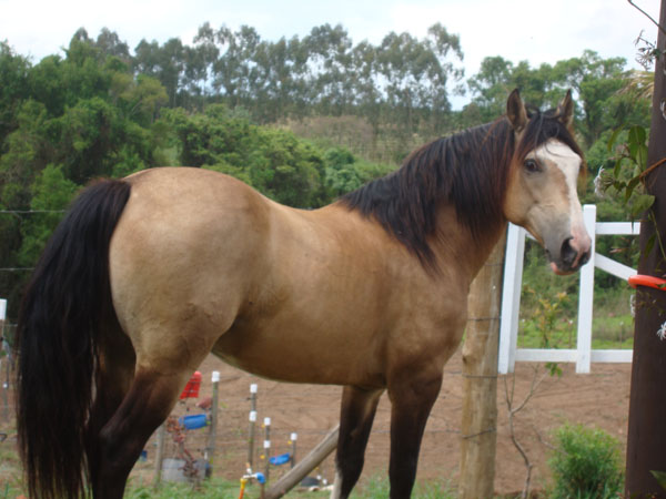 BASCO DO LUCERO