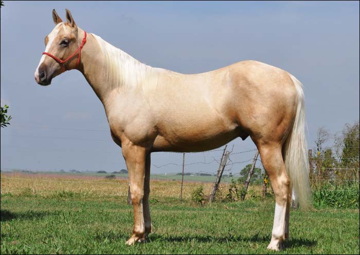 SHINE SKIPPY BOY