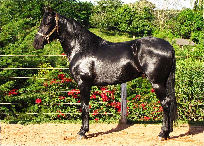 PRETO DO GIBA