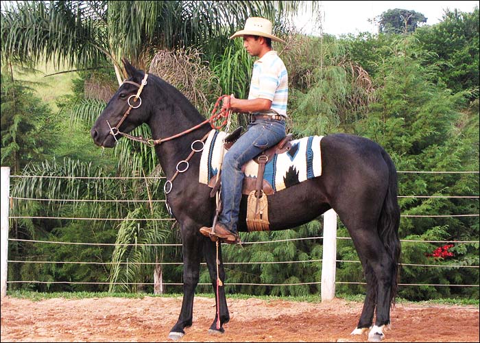 PÉROLA NEGRA DA FRONTEIRA