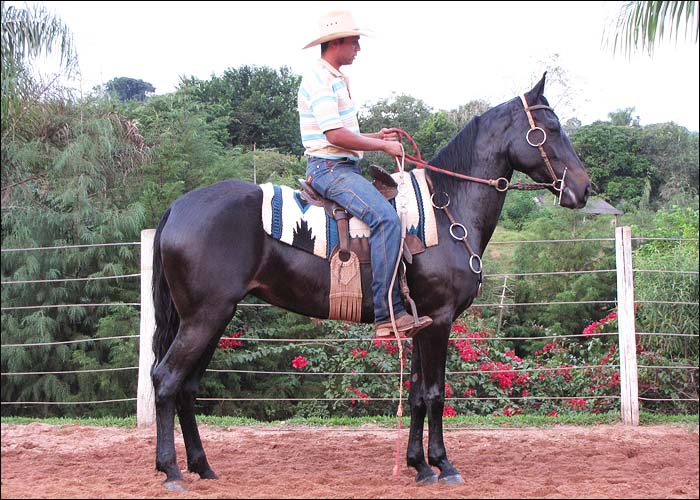 MUAMBA DA FRONTEIRA