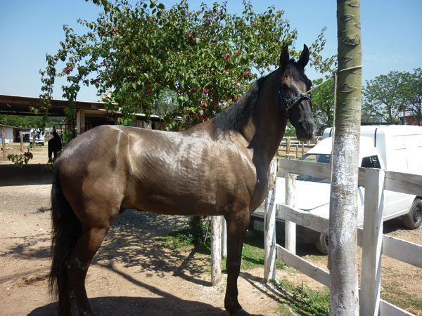 ARRUDA