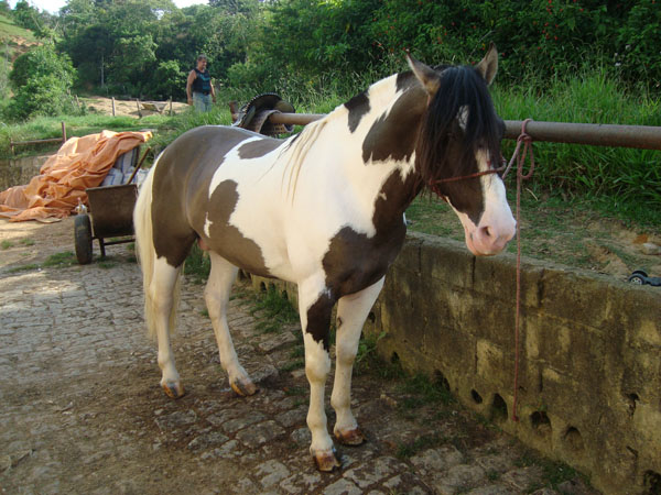 BARALHO DOS SETE POVOS