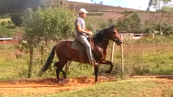 RAVEL DA PONTA DA LAPA