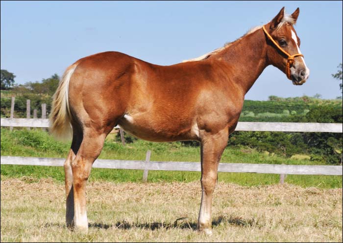MAGIAR FIREWATER CL
