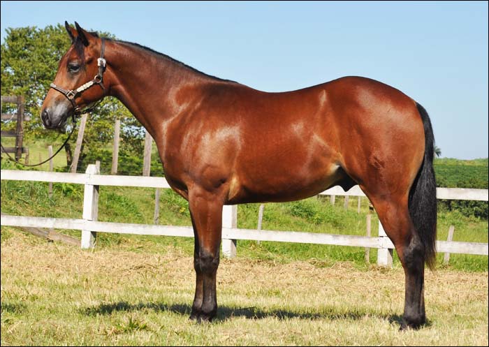 LANCEIRO SUN CL
