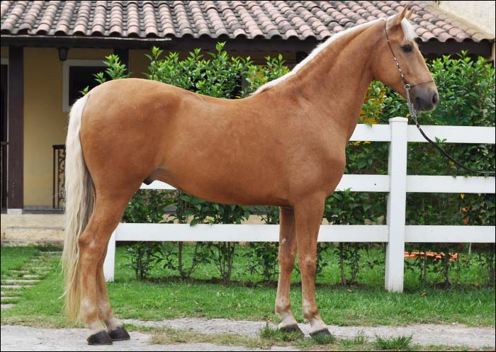ARAMIS DI VERA DA PRIMEIRA PAGINA
