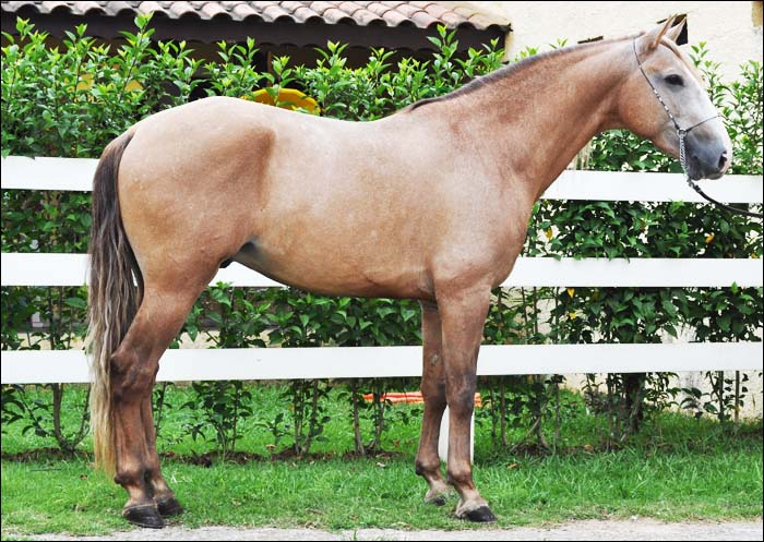 CINTILANTE DOS PINHAIS