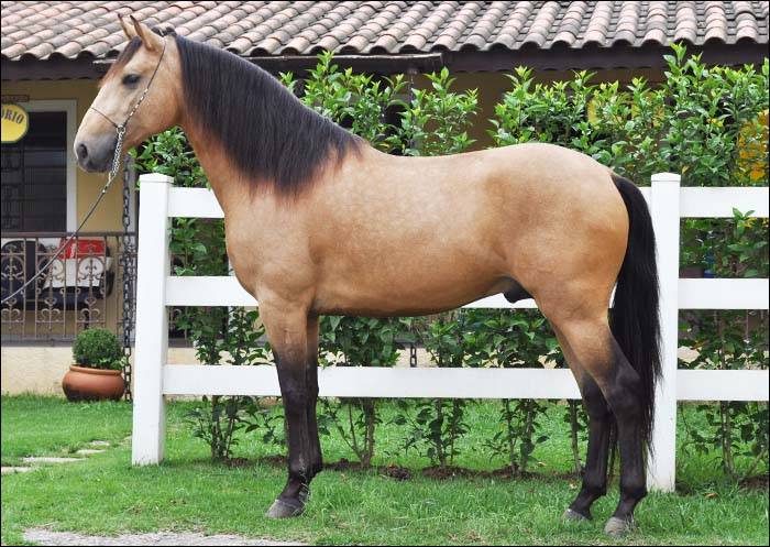 CORSÁRIO DOS PINHAIS