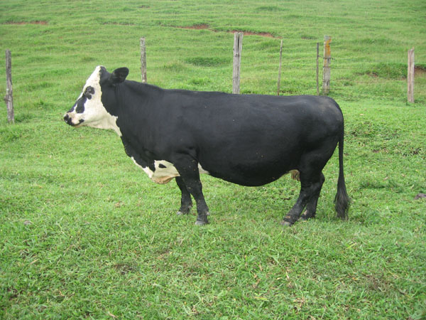 DALILA