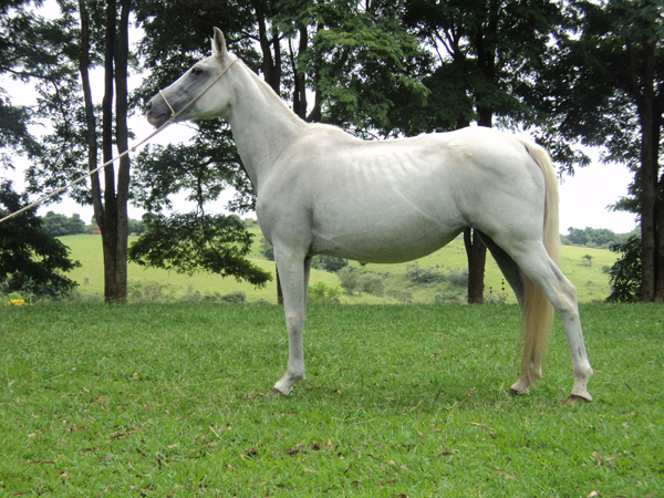 FRONTEIRA DO MARIPÁ
