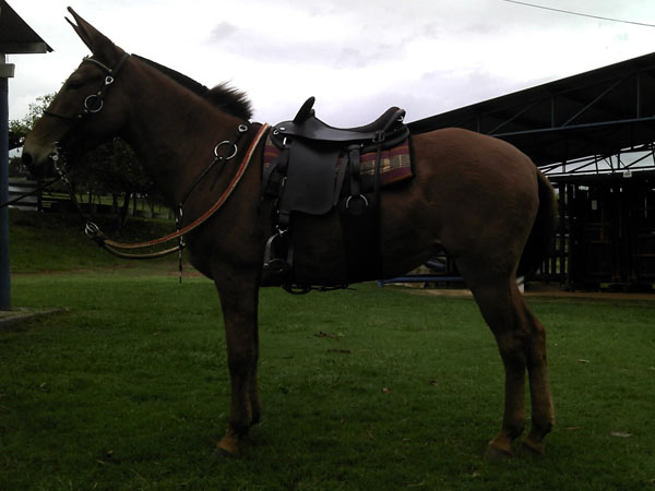 ZAFIRA