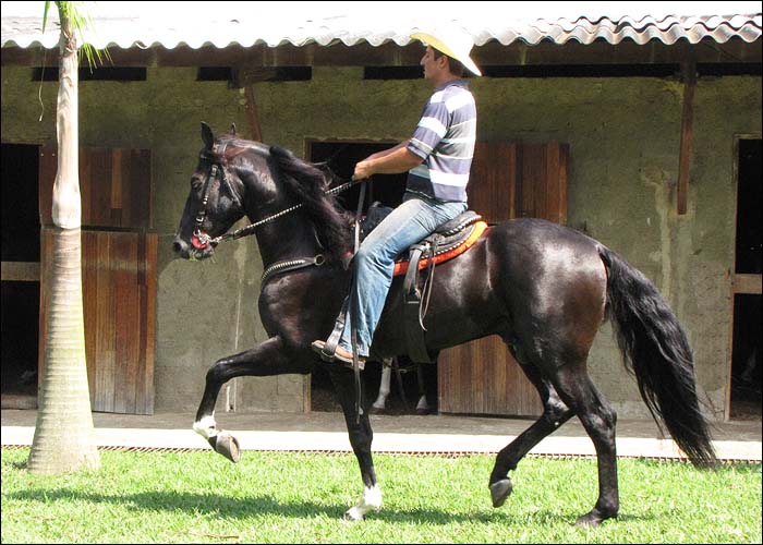 ÉBANO VAB