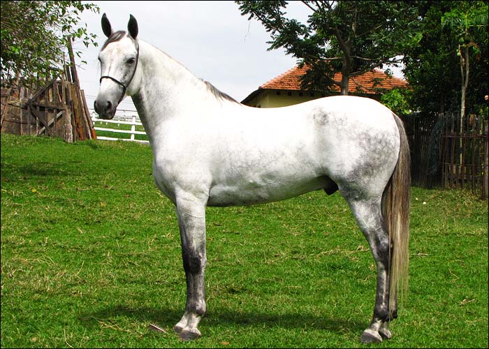 MARUJO